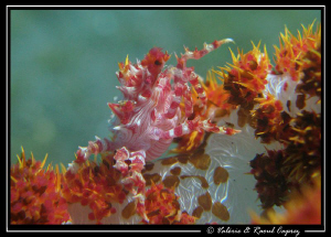 Soft coral crab on its way (Hoplophrys oatesii) by Raoul Caprez 